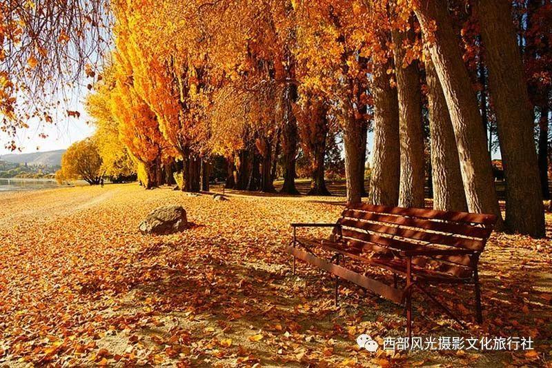 虫虫助手下载